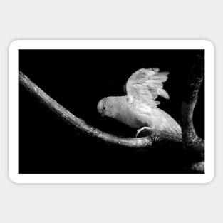 Flying Parakeet in Black and White Sticker